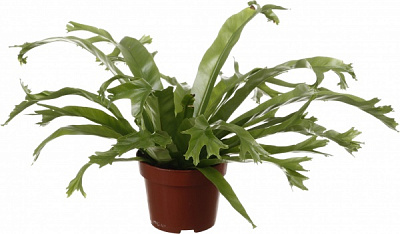 Растение комнатное Асплениум 12/35 микс