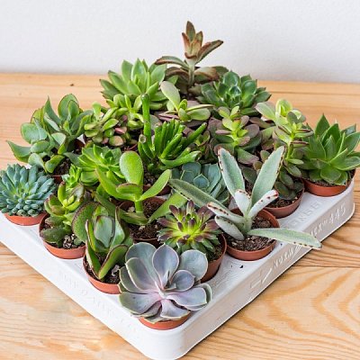 Сукулент еліт мікс d5,5/h10