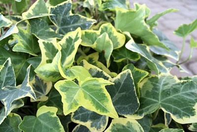 Рослина Плющ / Hedera C3