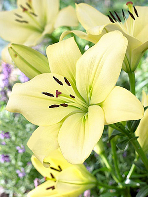 Цибулина Амсонія Бі Ві лілії ЛА Требіано 1 шт.