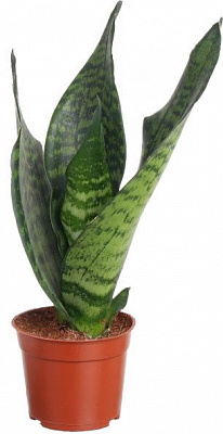 Рослина Сансівьєрія циліндріка люкс мікс d9/h25