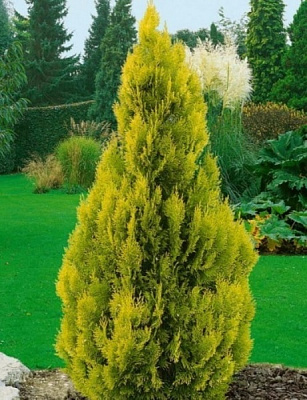 Растение Туя западная Голден Энн/Thuja occ. 'Golden Anne' С7.5/Н10