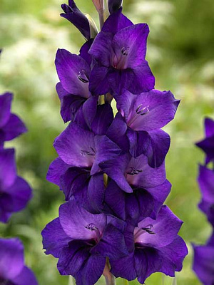 Клубнелуковица гладиолуса Перпл Флора 5 шт.