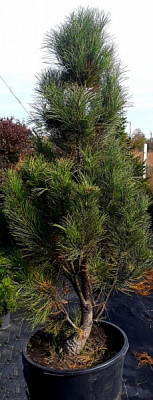 Рослина Сосна чорна / Pinus nigra С500