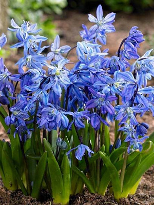 Цибулина проліски Сіберіка 5 шт.