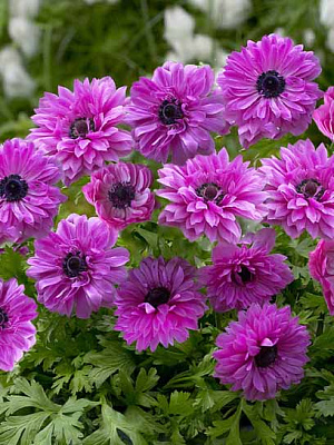 Корнеклубень TUBERBULB Export B.V. анемоны Адмирал 5 шт. 