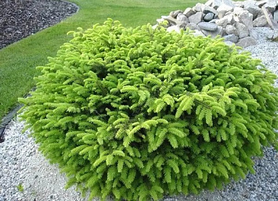 Ель Ель обыкновенная / Picea abies Nidiformis, C7.5