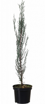 Растение Можжевельник Blue Arrow C3