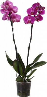 Растение комнатное Фаленопсис Королевский 15х90 см XXL 2 ствола