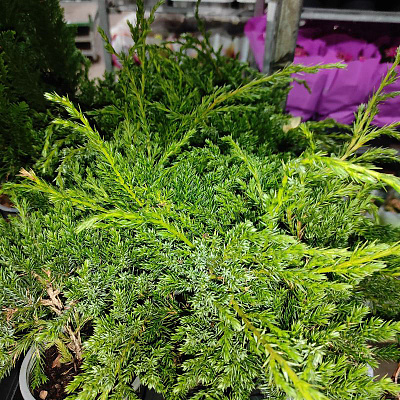 Растение Можжевельник 9х15 squamata Blue Carpet