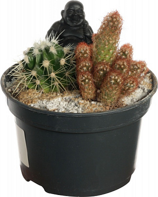 Кактус микс в плошке 13/25
