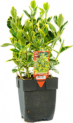 Растение Бересклет мариек d9/h15