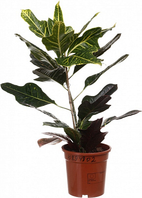 Рослина Кротон Екселент d17/h70