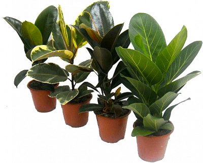 Растение Фикус эластика микс d19/h90