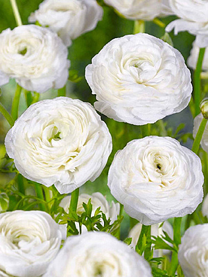 Корнеклубень TUBERBULB Export B.V. лютика белого 5 шт.