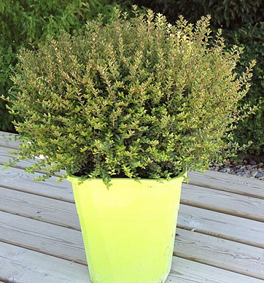 Рослина Жимолість блискуча нітіда Пенмін/LONICERA nitida Panmin С2/ Н20-30