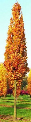 Рослина Тюльпанове дерево Liriod end ron tulipifera h 250-300 см d 6-8 см