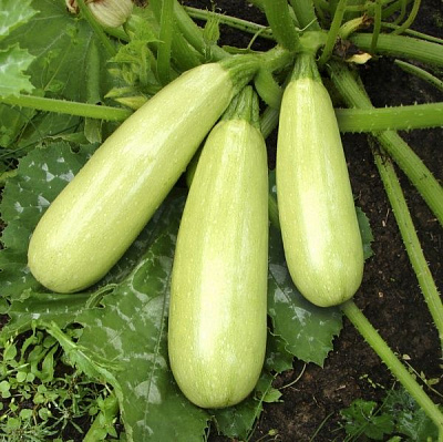 Насіння Професійне насіння кабачок Делрані F1 5 шт. (4820176690883)