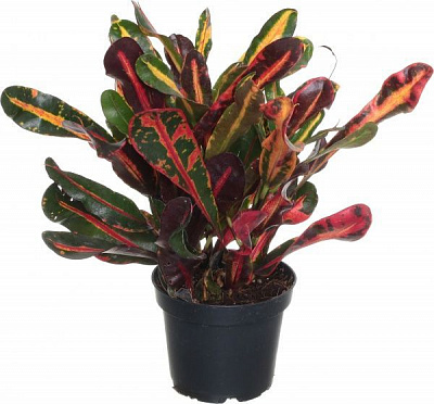 Растение Кротон 12/45 сортовой
