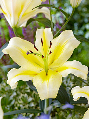 Цибулина VWS EXPORT – IMPORT OF FLOWERBULBS B.V. лілії ОТ Катіна 1 шт.