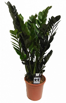 Рослина Заміокулькас Raven чорний 14x50 см