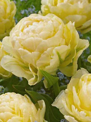 Луковица тюльпана махрового раннего Верона 3 шт. 