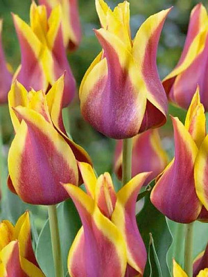 Цибулина тюльпана лілієцвітного Баллада Дрім 3 шт.