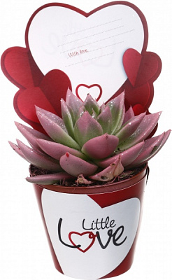 Растение комнатное Эхеверия цветная с картой лав d9/h10