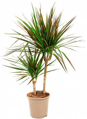 Растение Драцена Marginata 2 ствола 17x75 см