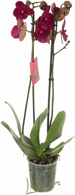 Растение Фаленопсис микс 2 ствола 12х70
