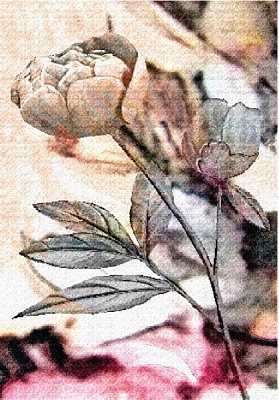 Постер Пион 3 (коллекция) Posterclub 