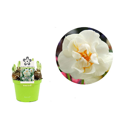 Рослина Нарцис 12 х15 махровий білий Bridal Crown