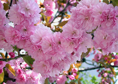 Растение Сакура мелкозубчатая / Prunus serrulata Kanzan, С25 Pa 180-200