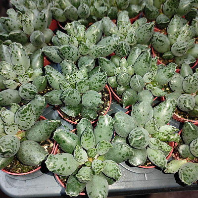 Рослина Адроміскус (сукулент) 05х8 Festivus