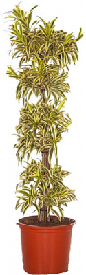 Рослина кімнатна Драцена Пісня Індії на плетеному стволі d21/h50
