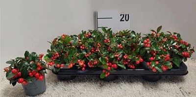 Растение Гаультерия 10х15 с крупными красными ягодами