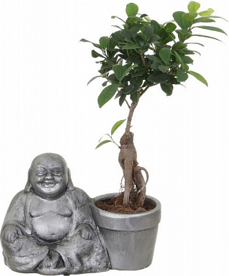 Рослина кімнатна Фікус Гінсенг бонсай в Будда горщику 29x40 см