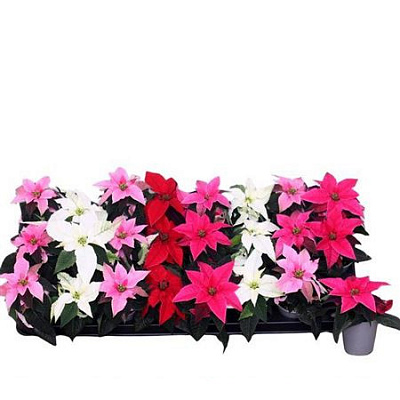 Растение Пуансетия 06х13 микс Princettia