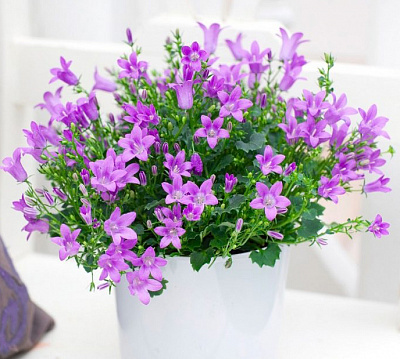 Растение Кампанула d10.5/h18