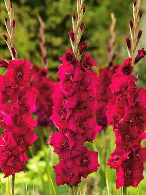 Клубнелуковица F.Stoop B.V. гладиолуса Пламтарт 3 шт. 