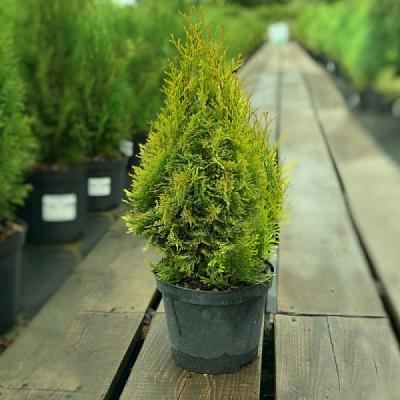 Растение Туя западная Brabant (R18-S23 h140-160 Extra WRB+C)