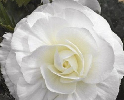 Луковица Яскрава Бегония полная Белая 1 шт. 