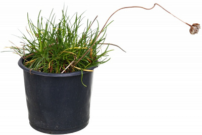 Растение армерия d9