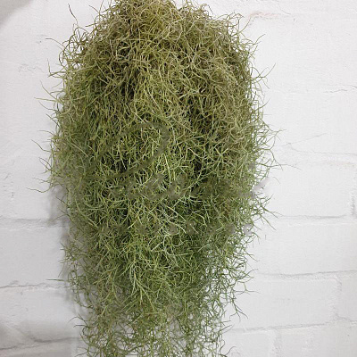 Рослина Тілландсія 45 усневидна атмосферна