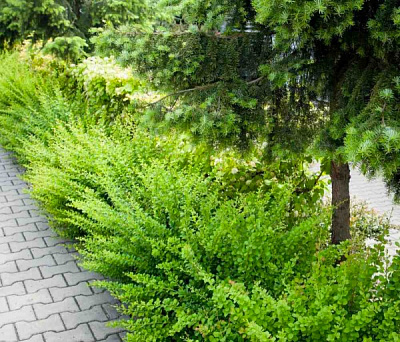 Растение Барбарис Грин Карпет С3