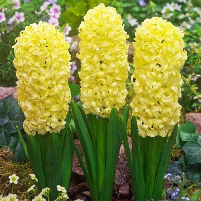 Луковица Яскрава City of Haarlem 2 шт. 