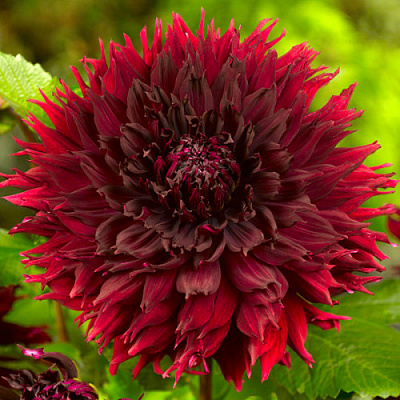 Корнеклубень Яскрава Георгина Фимбриата Kenora Macop 