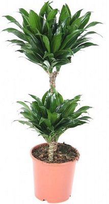 Растение Драцена Compacta d12 h25