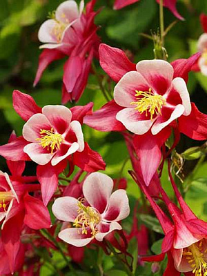 Корневище аквилегии Кримсон Стар 1 шт. 