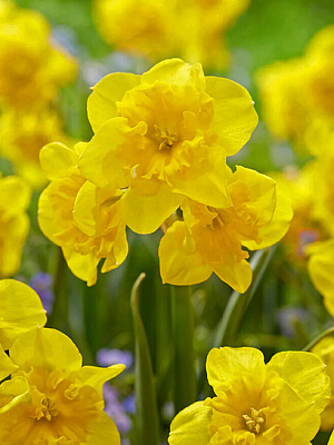 Цибулина нарциса Єлоу Паррот 3 шт. TUBERBULB Export B.V.